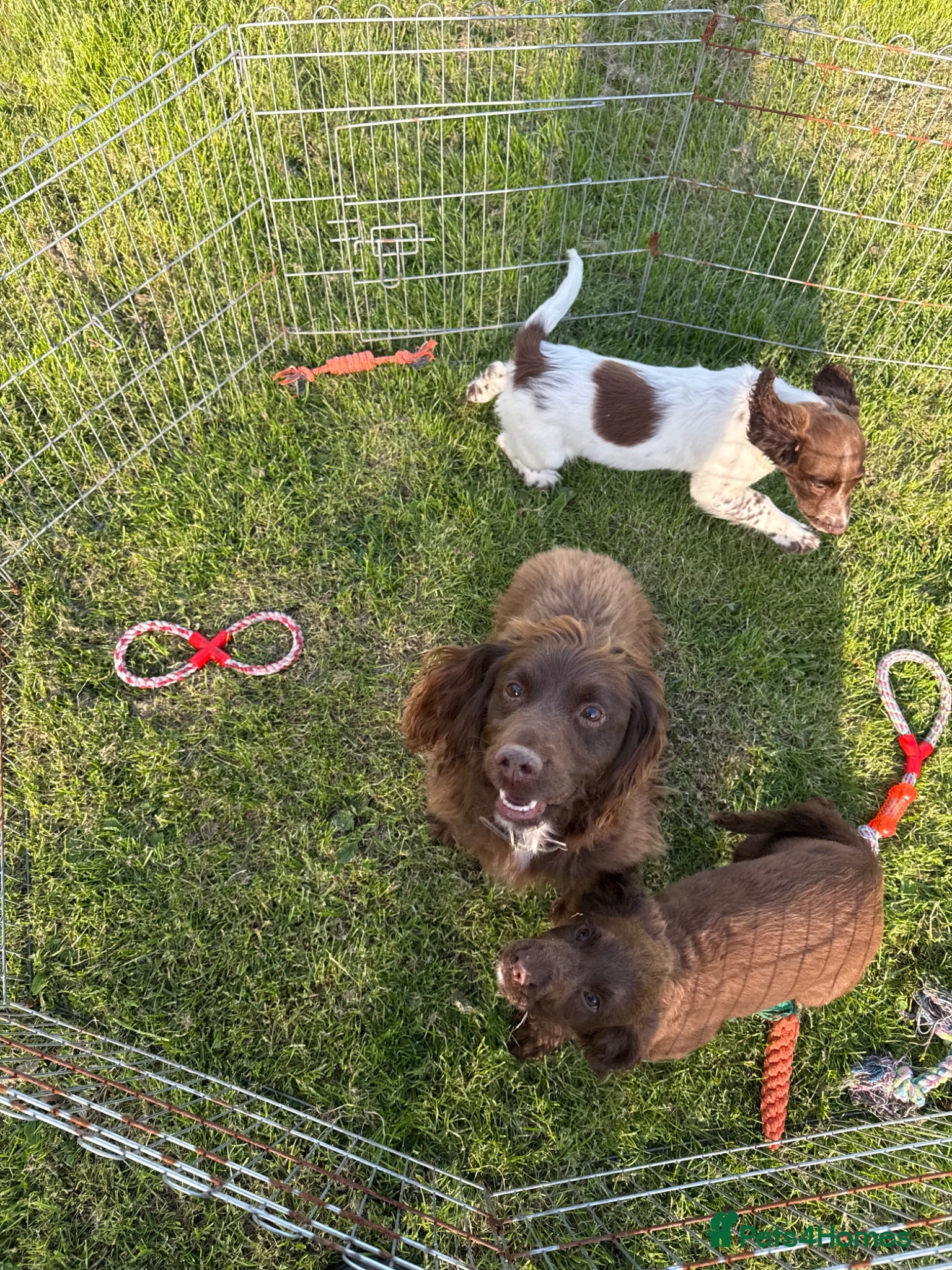 Sprocker dogs Male Sprocker Spaniel: Vaccinated/Health-Checked - Advert 2