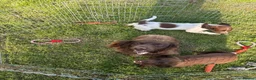 Sprocker dogs for sale: Male Sprocker Spaniel: Vaccinated/Health-Checked in Llandysul - Advert 2