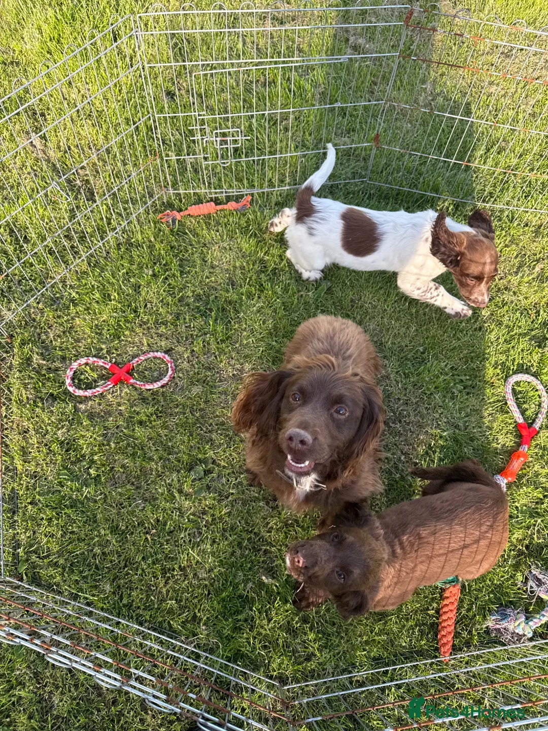 Sprocker dogs for sale: Male Sprocker Spaniel: Vaccinated/Health-Checked in Llandysul - Advert 2