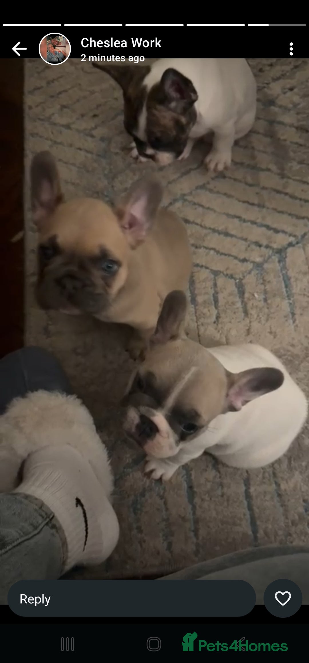French Bulldog dogs for sale: 3 female french bulldog puppies - Image 1