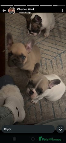 French Bulldog dogs - Advert 6