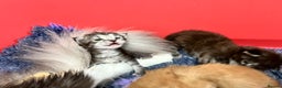 Maine Coon cats for sale: Polydactyl Maine Coon Kittens! - Advert 13