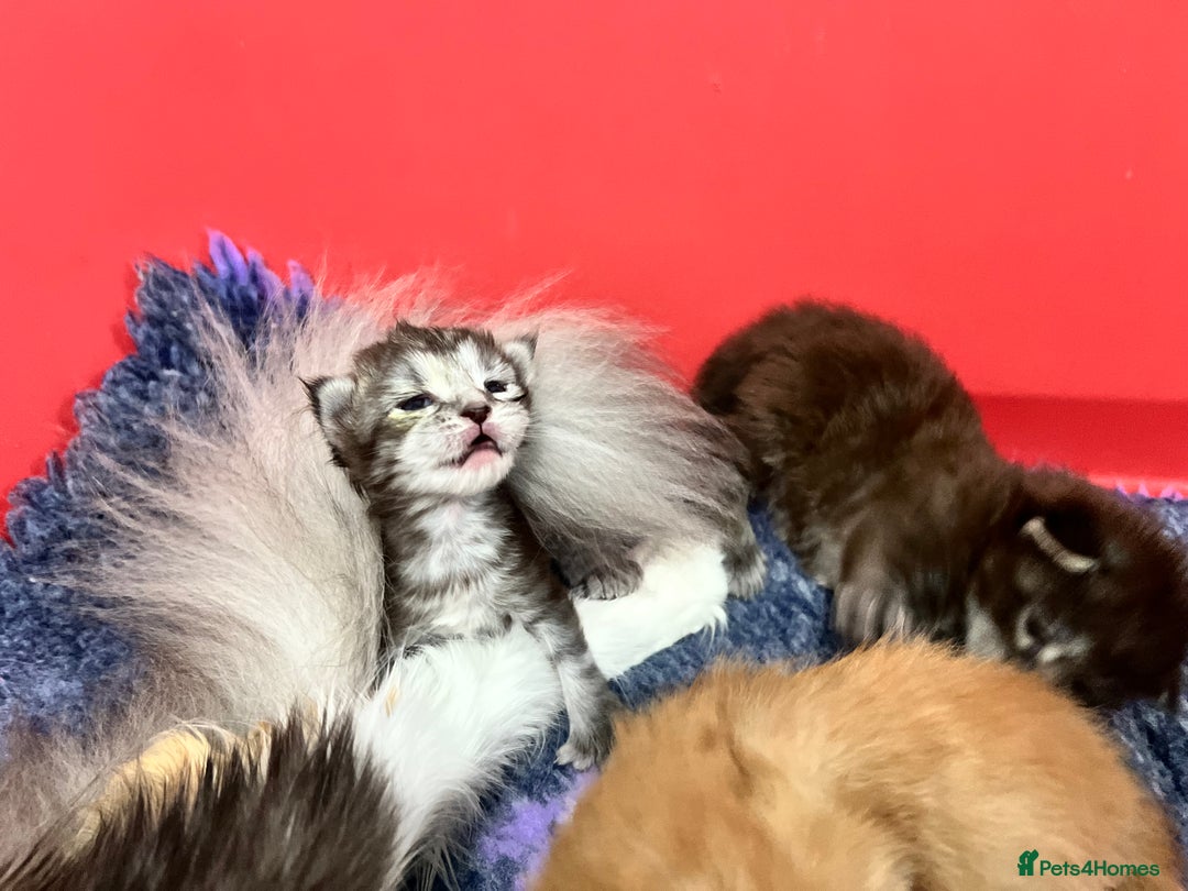 Maine Coon cats for sale: Polydactyl Maine Coon Kittens! - Advert 13
