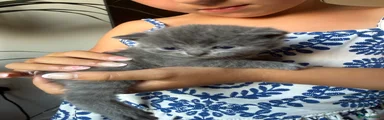 British Shorthair 3