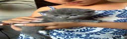British Shorthair cats for sale: Blue British Shorthair Females x3 - Advert 5