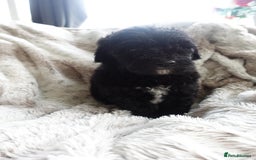 Sheepadoodle dogs for sale: Micro mini Sheepadoodle  - Image 11
