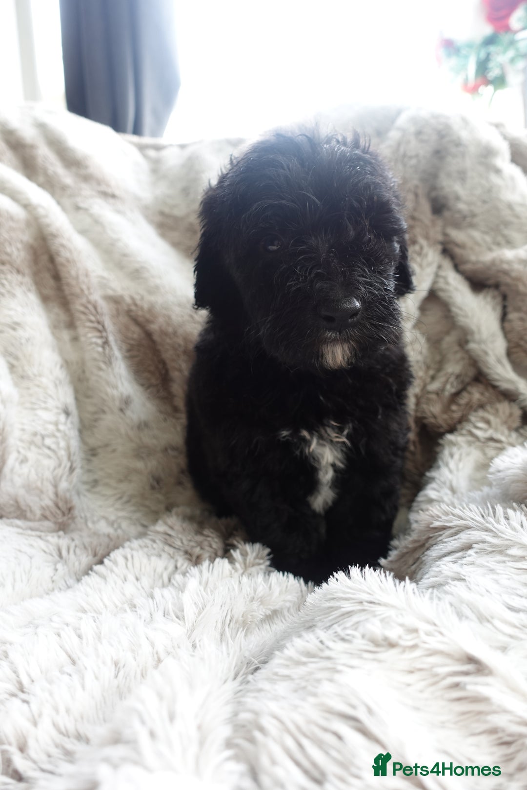 Sheepadoodle dogs for sale: Micro mini Sheepadoodle  - Image 11