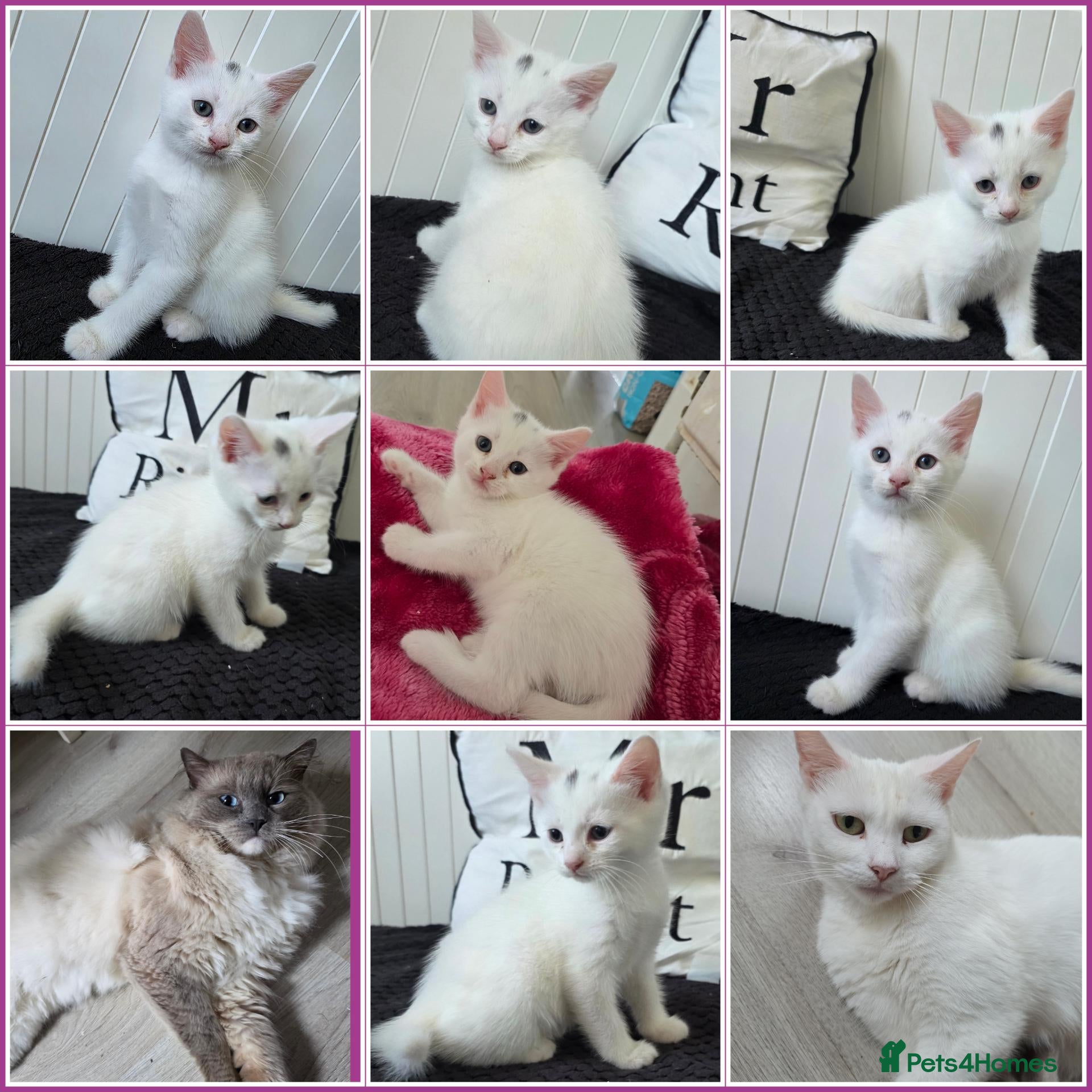 Mixed Breed cats 🩵Ragdoll x domestic shorthair cat 🩵💚💜 - Advert 7