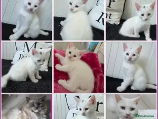Mixed Breed cats 🩵Ragdoll x domestic shorthair cat 🩵💚💜 - Advert 7