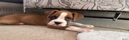 Boxer dogs for sale: Female Boxer Puppy - Advert 3