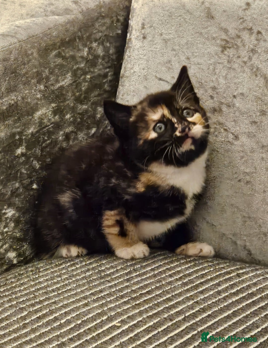 Mixed Breed cats for sale: Beautiful British shorthair kittens - Image 3