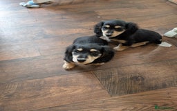 Miniature Dachshund dogs for sale: KC Black and Cream  ready now - Image 13