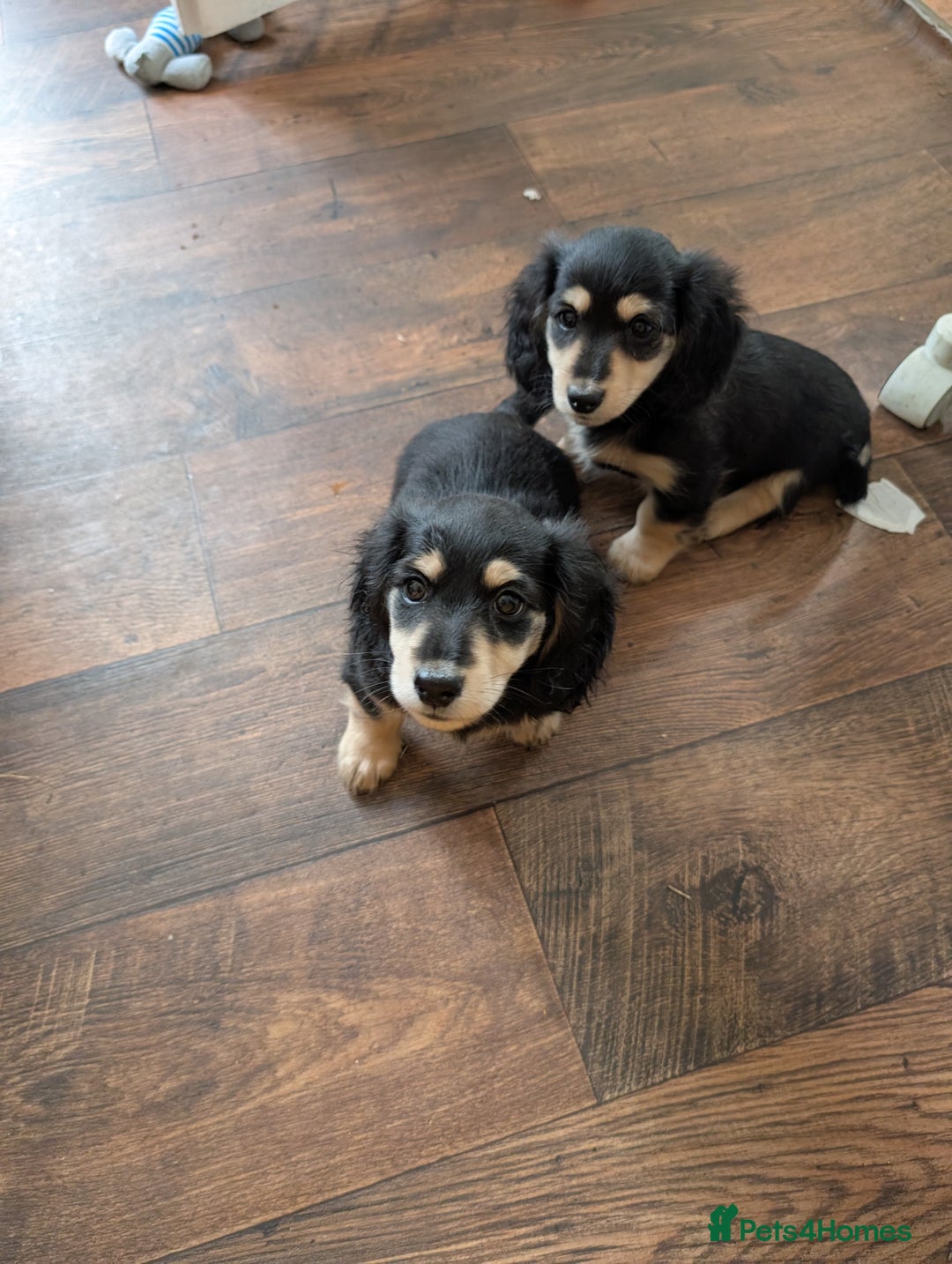 Miniature Dachshund dogs for sale: KC Black and Cream  ready now - Image 13