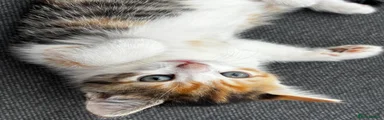 British Shorthair 1