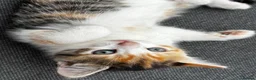 British Shorthair cats for sale: Calico short haired female kitten - Advert 1