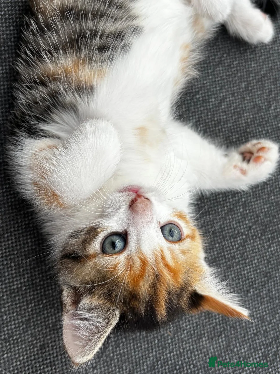 British Shorthair cats for sale: Calico short haired female kitten - Advert 1