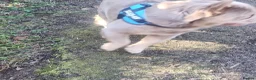 French Bulldog dogs for stud: NEW SHADE FLUFFY FRENCHBULL FOR STUD  in Larkhall - Advert 5