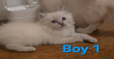 Ragdoll cats - Advert 3