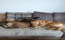 Belgian Shepherd Dog dogs for sale: Belgian Malinois For Sale - Image 11