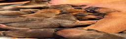 Rhodesian Ridgeback dogs for sale: KC Rhodesian Ridgebacks: Fully Health Tested! - Advert 13