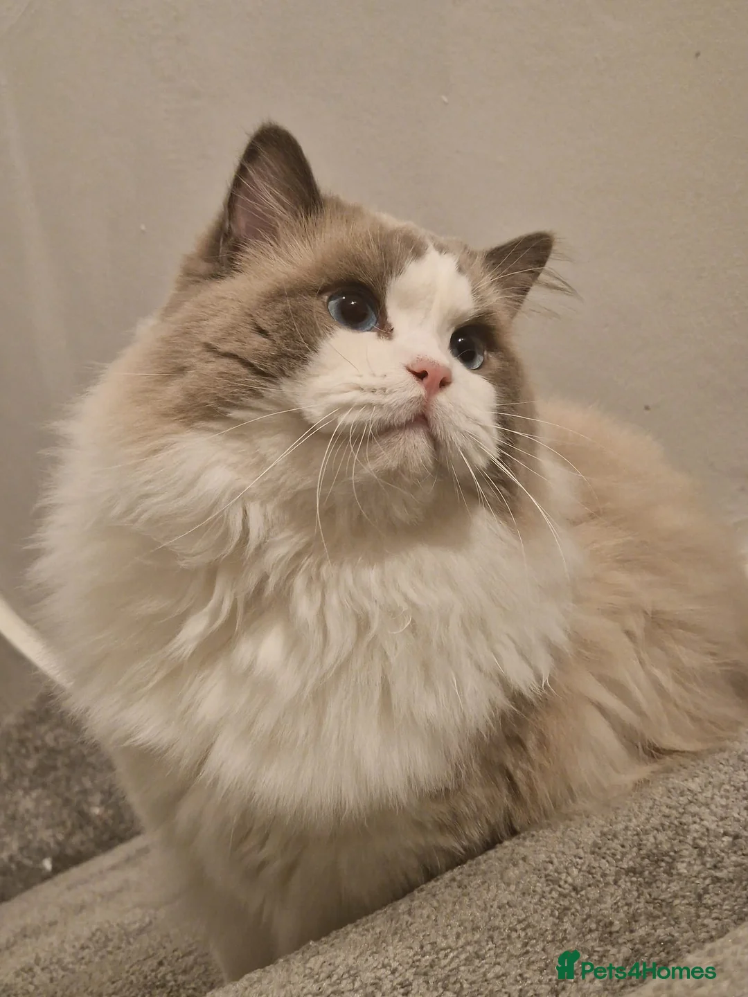 Ragdoll cats for stud: Tica registered lovely Bicolour boy for stud - Advert 8
