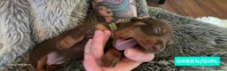 Dachshund dogs for sale: Miniature Dachshund Puppies (PRA Clear) in Clacton-on-Sea - Advert 4