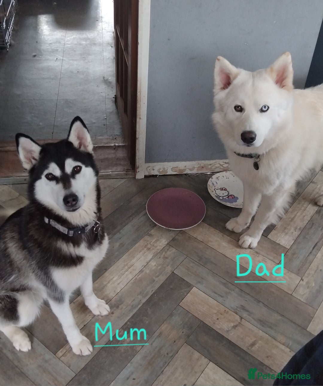 Mixed Breed dogs for sale: Shepsky  - Image 8