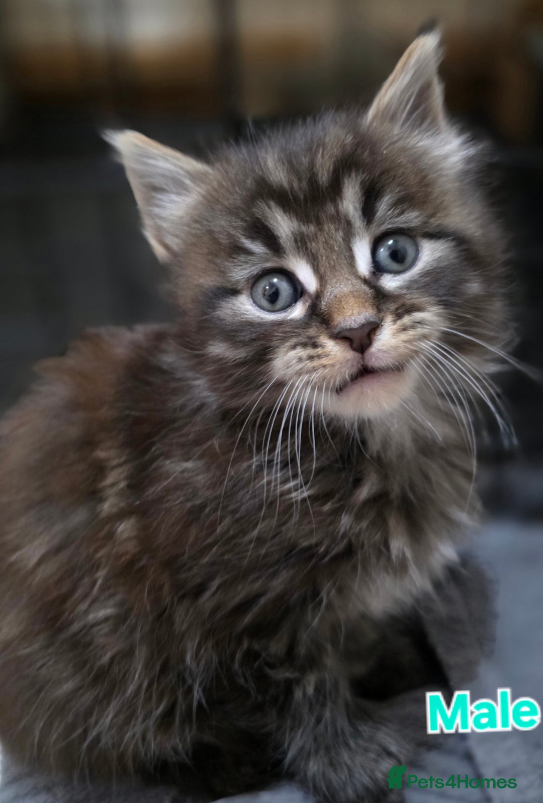 Maine Coon cats for sale: Fluffy Maine Coon Kittens for Sale - Advert 15