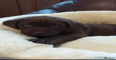 Labrador Retriever dogs - Advert 2