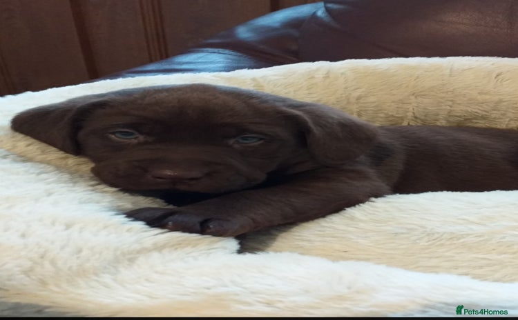 Labrador Retriever dogs - Advert 2