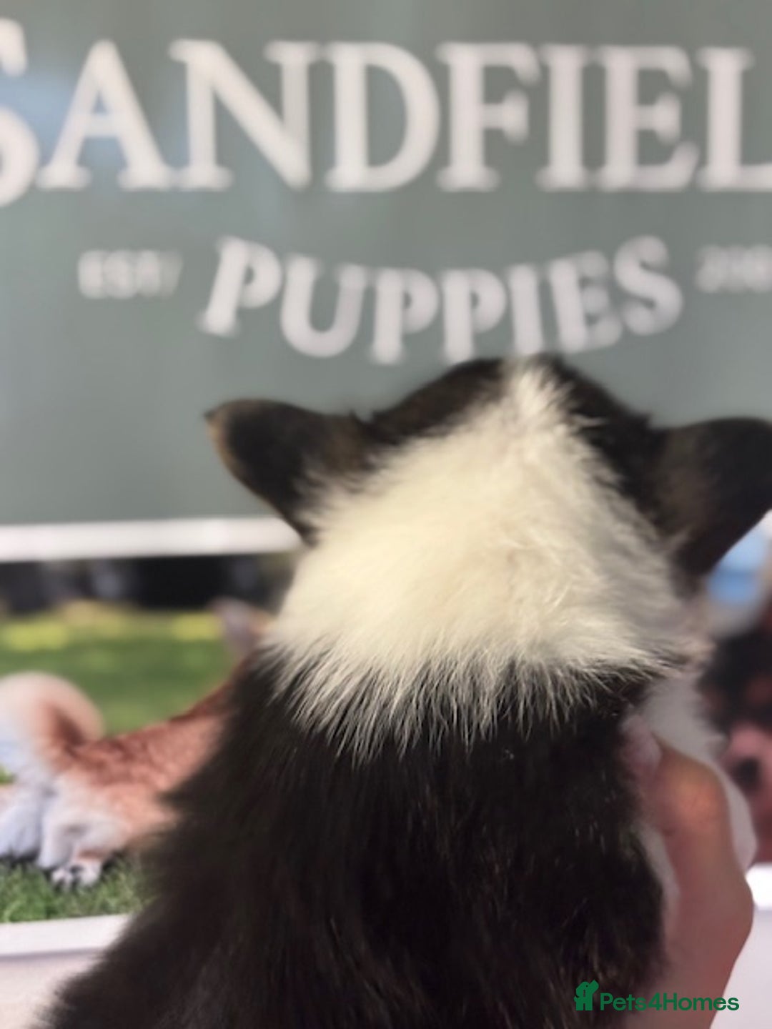 Welsh Corgi Pembroke dogs for sale: Tri coloured quality pedigree puppies available - Advert 4