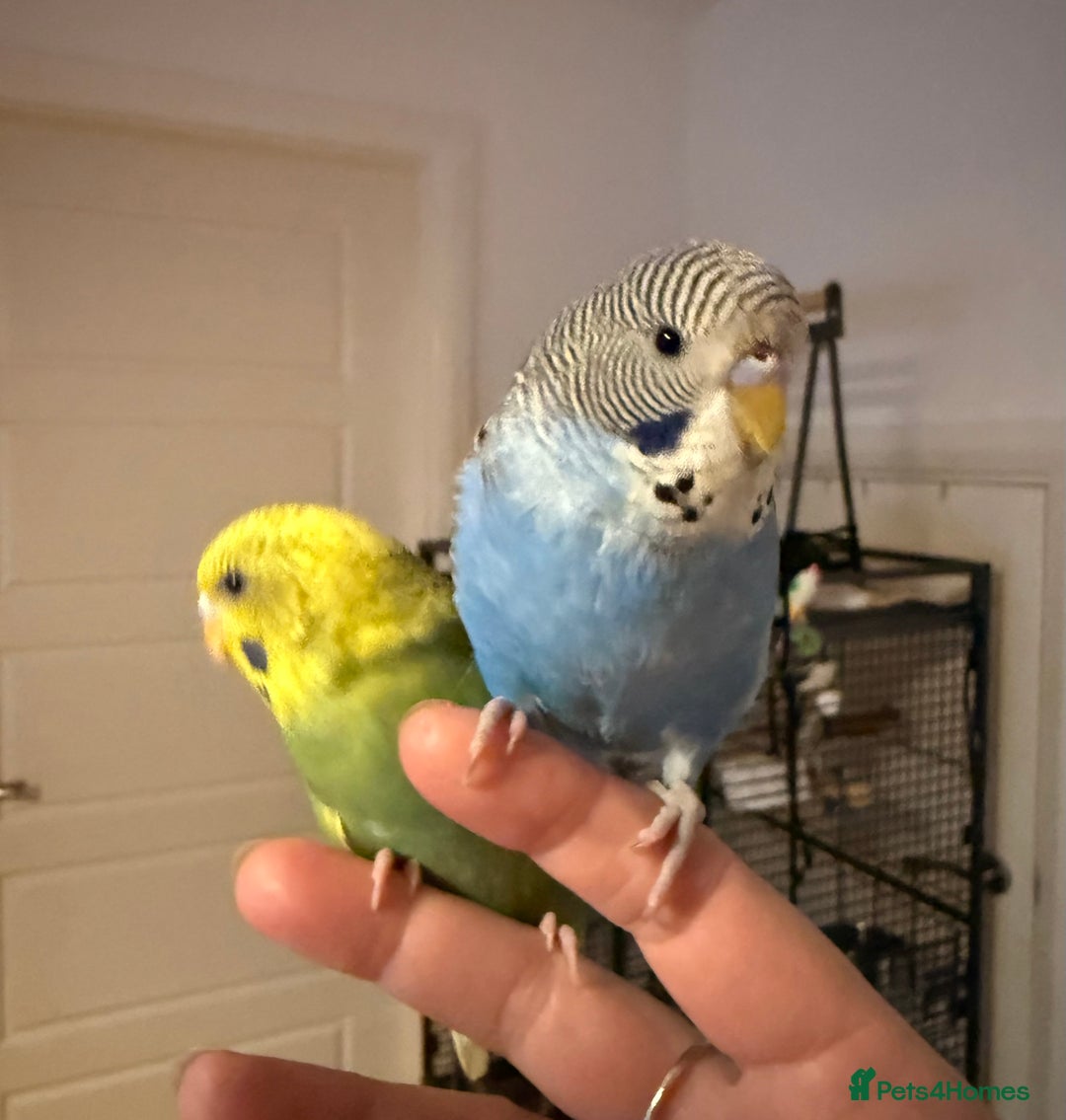 Budgerigars birds for sale: A pair of fully tamed budgies  £65 for both      - Image 13
