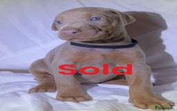 Dobermann dogs for sale: Kc Isabella Doberman puppies  - Image 7