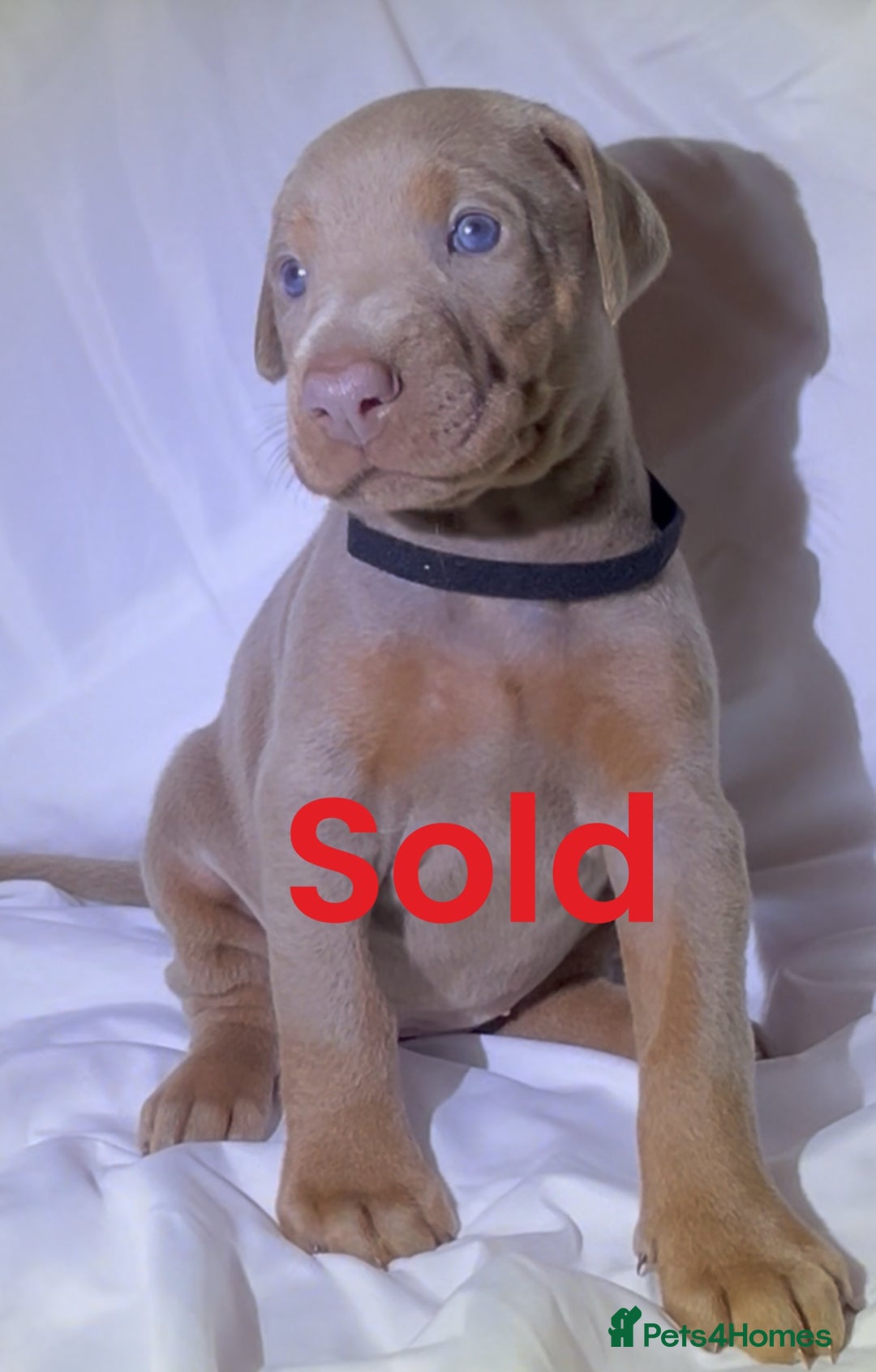 Dobermann dogs for sale: Kc Isabella Doberman puppies  - Image 7