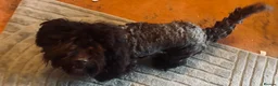 Cockapoo dogs for sale: Cockapoo pup (boy) – Loving Family Dog - Advert 22
