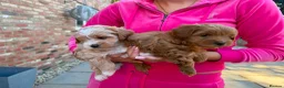 Shihpoo dogs for sale: Two Beautiful Shihpoo Puppies looking for home🏡  - Advert 12