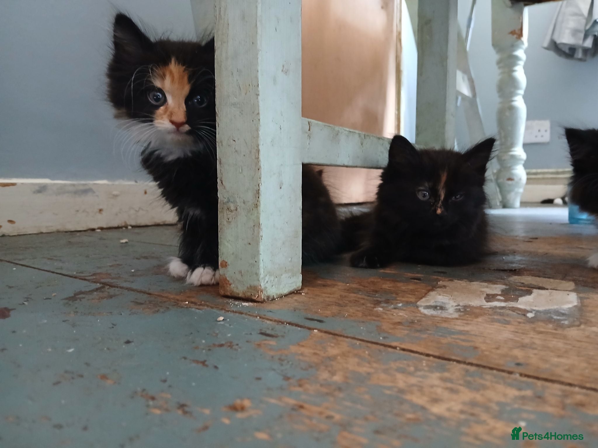 Mixed Breed cats Long haired kittens  - Advert 1