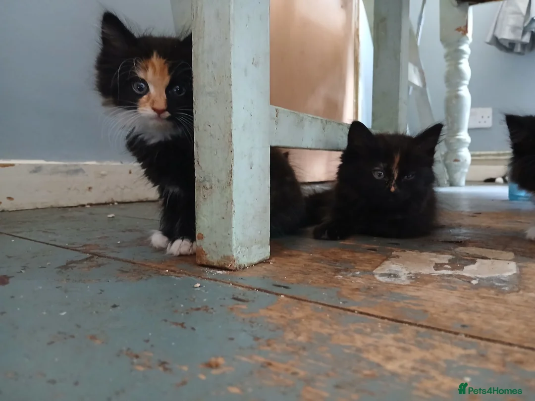 Mixed Breed cats for sale: Long haired kittens  in Swanscombe - Advert 1