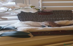 Scottish Fold cats for sale: 😻 Adorable Scottish Fold Kittens For Sale😻 - Image 5