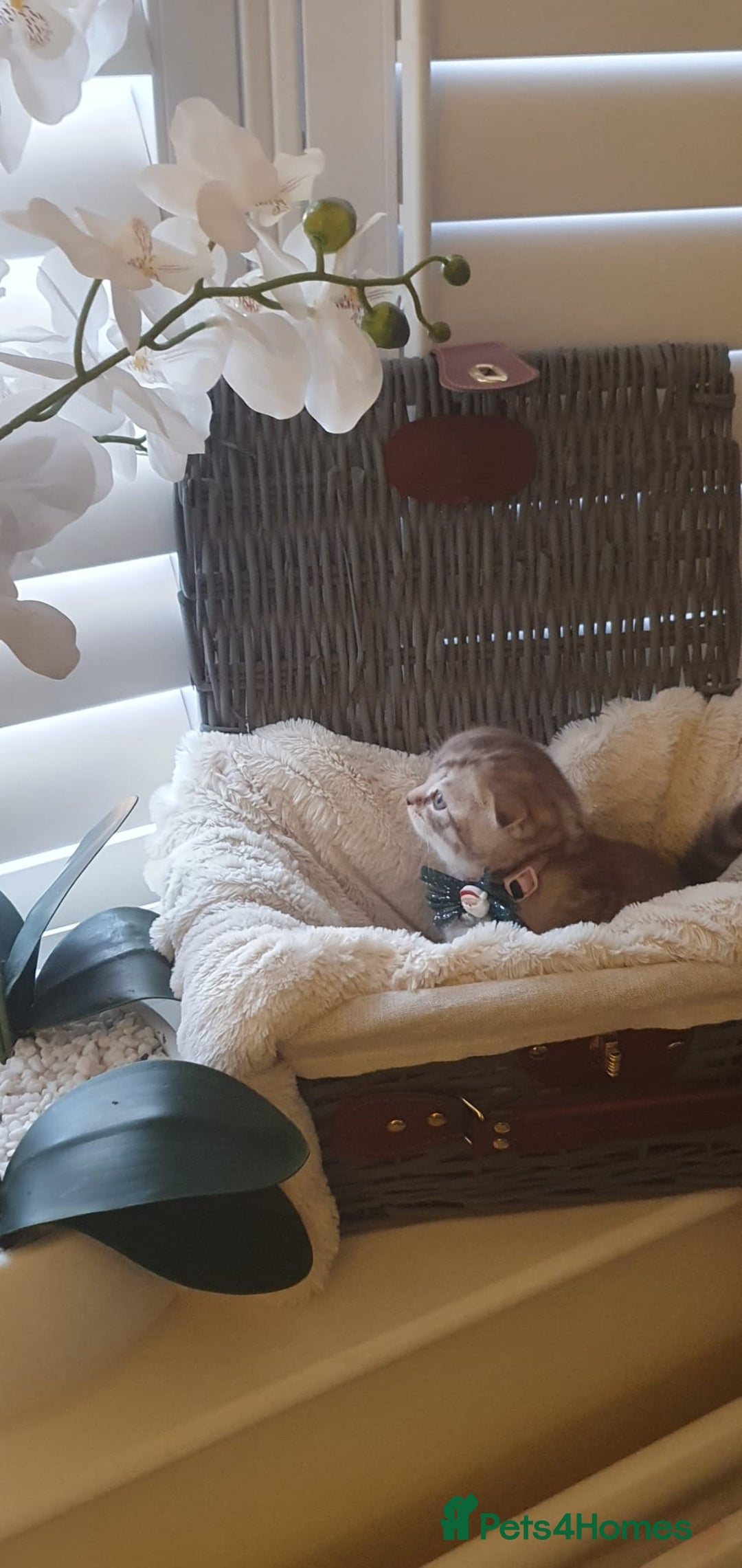 Scottish Fold cats for sale: 😻 Adorable Scottish Fold Kittens For Sale😻 - Image 5