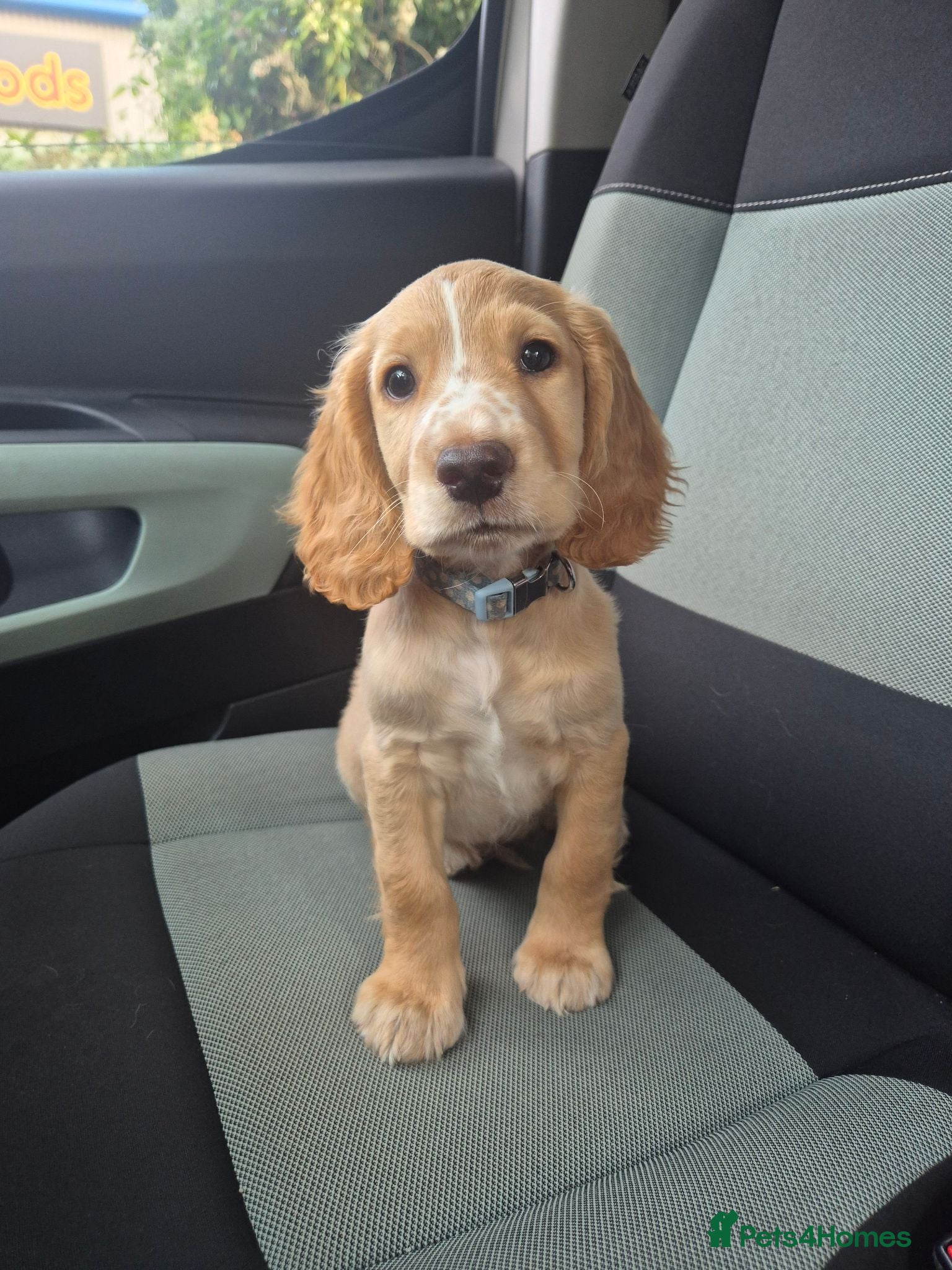 Cocker Spaniel dogs Cocker spanial puppies READY NOW!!! - Advert 12