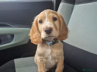 Cocker Spaniel dogs Cocker spanial puppies READY NOW!!! - Advert 1