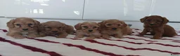 Cockapoo dogs for sale: Toy PRA Clear cockapoo puppies  - Advert 7