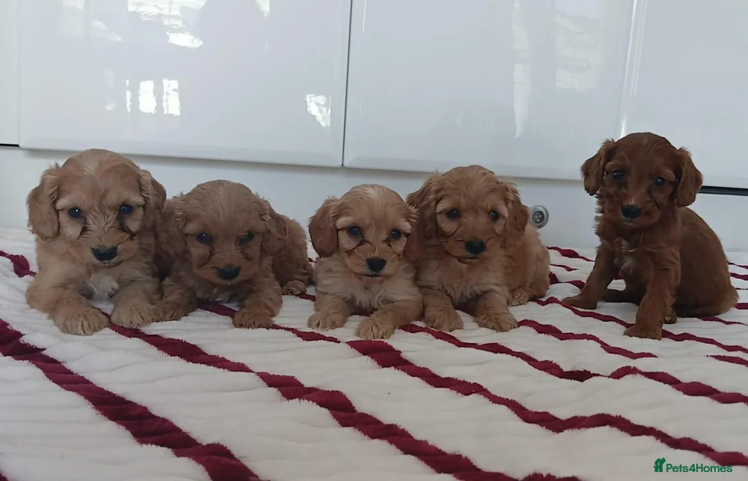 Cockapoo dogs for sale: Toy PRA Clear cockapoo puppies  - Advert 7