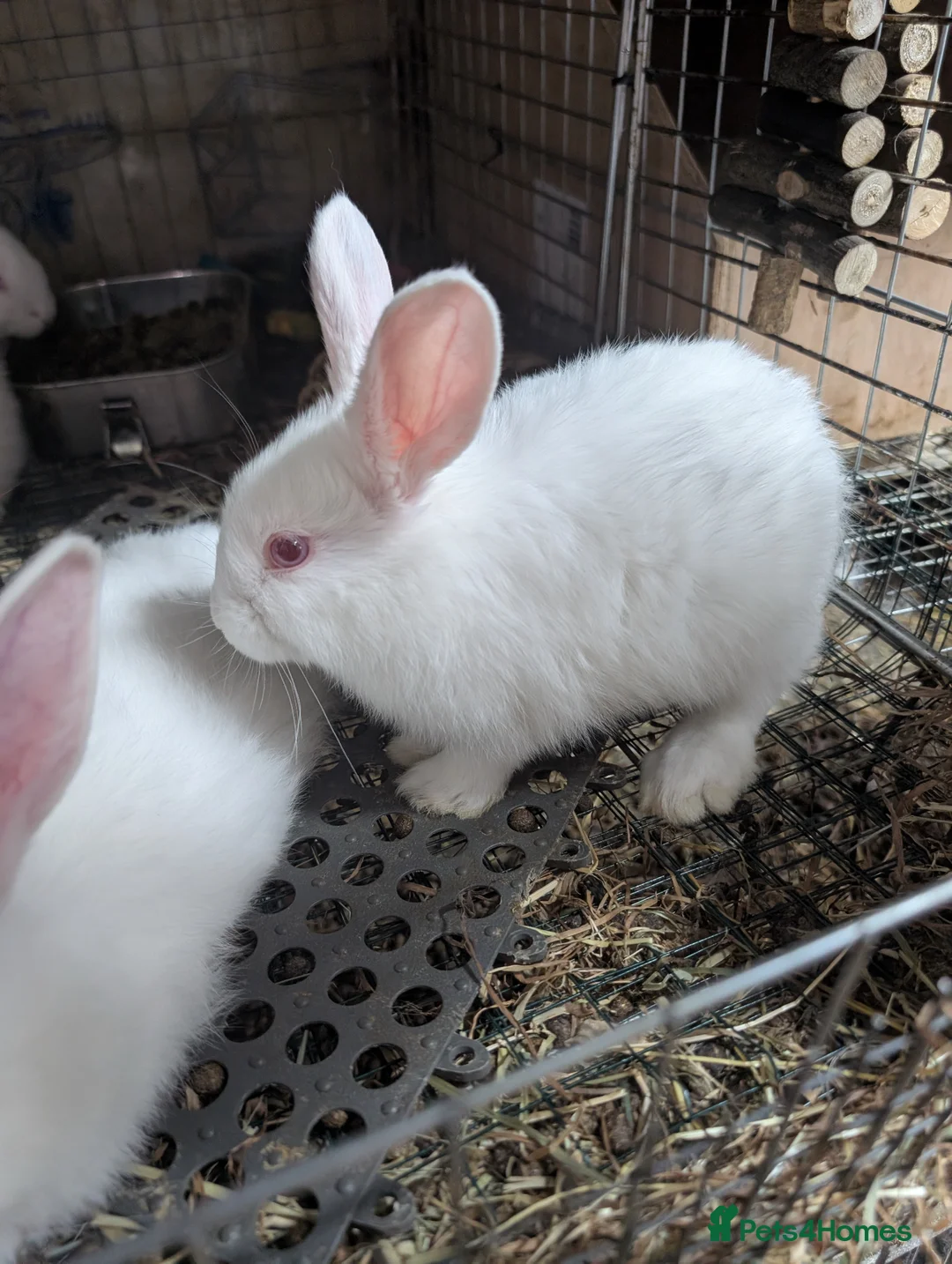 New Zealand rabbits for sale: REW new Zealand rabbits - Advert 2