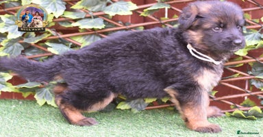German Shepherd dogs - Advert 2