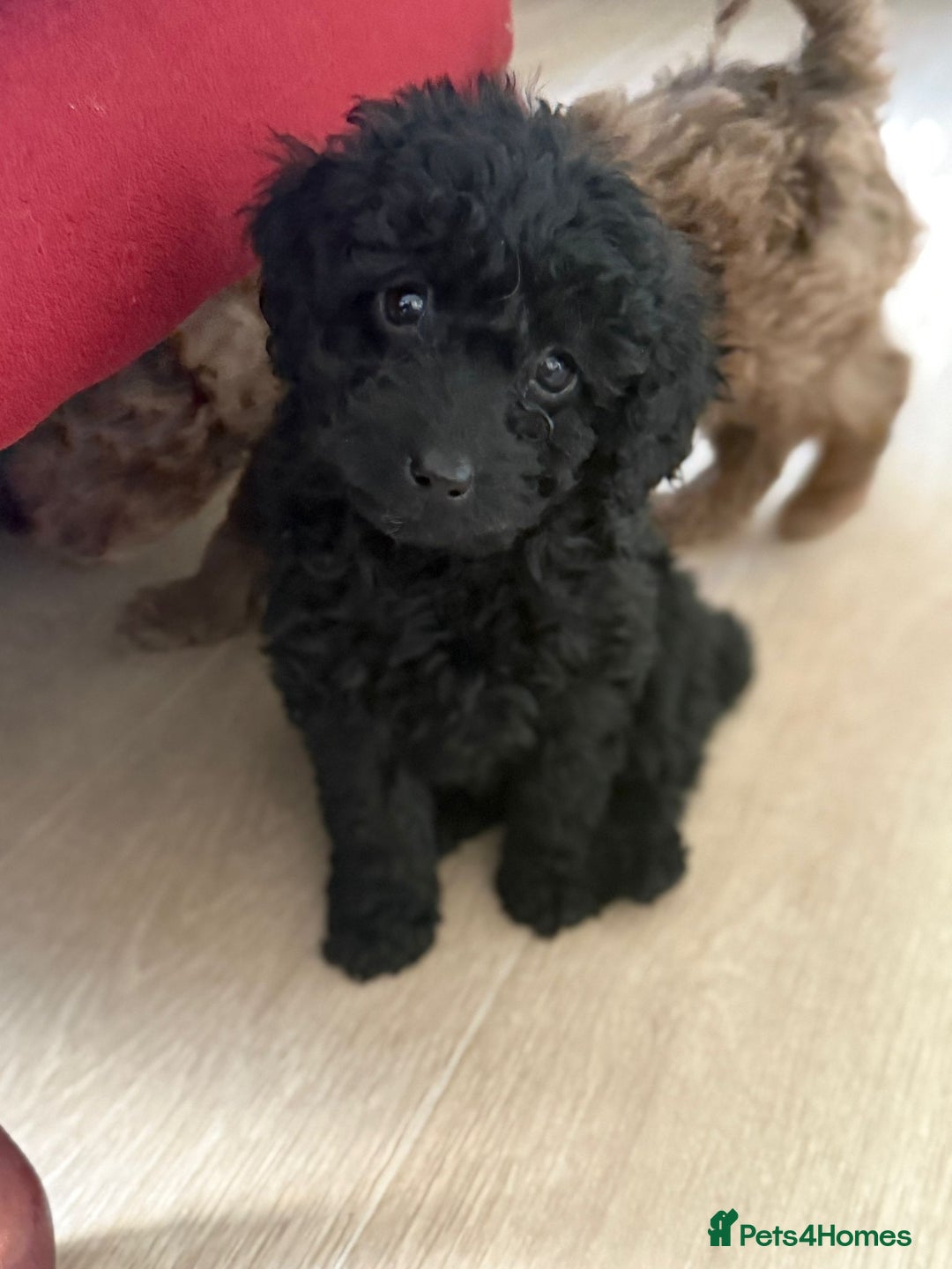 Labradoodle dogs for sale: READY NOW🧸Micro Miniature Teddybear Labradoodles  - Advert 15