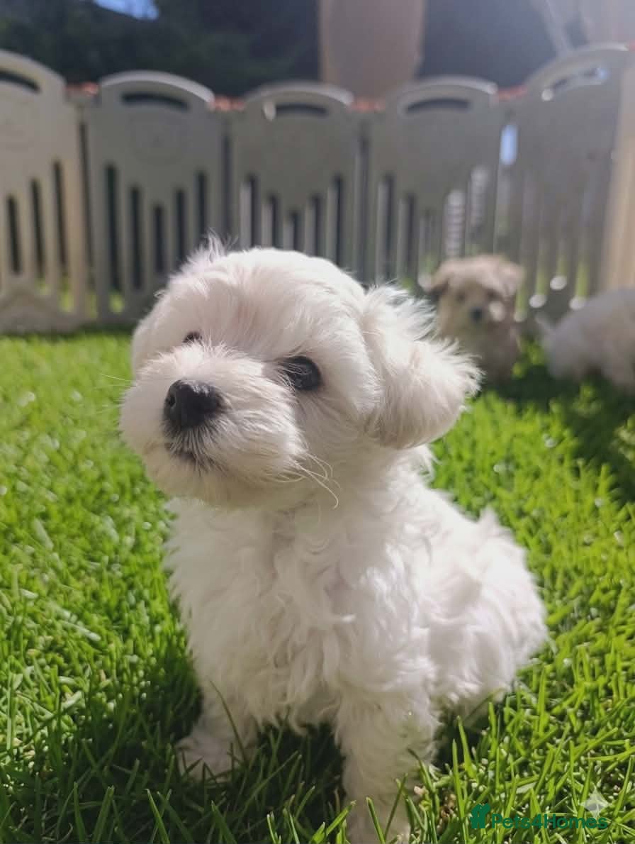 Maltipoo dogs Maltipoo Puppies READY TO BE VIEWED  - Advert 1