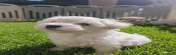 Maltipoo dogs for sale: Maltipoo Puppies READY TO LEAVE  - Advert 12