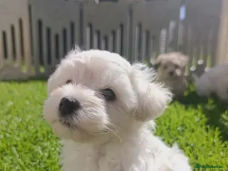 Maltipoo dogs Maltipoo Puppies READY TO BE VIEWED - Advert 12